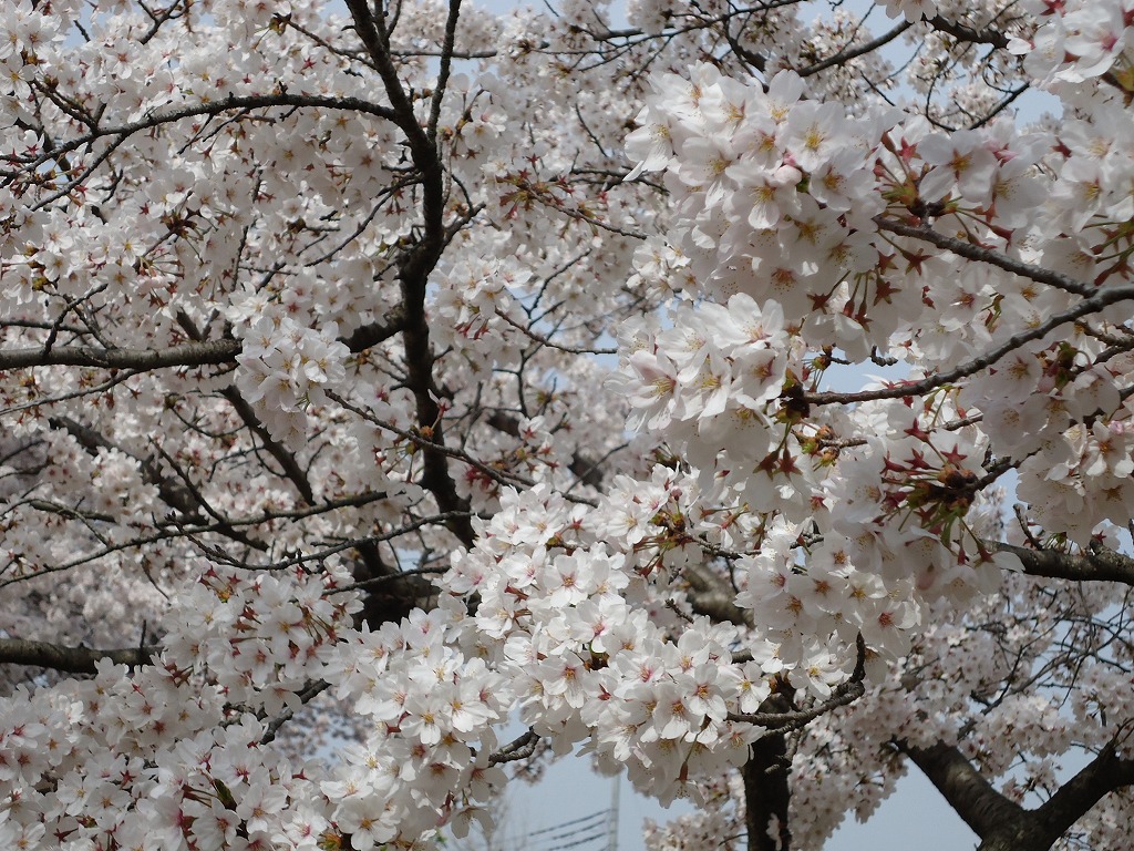 ファイル 36-3.jpg