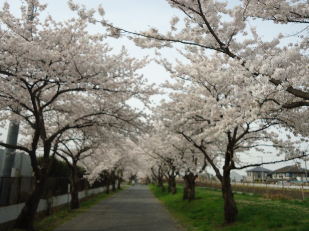 ファイル 37-1.jpg