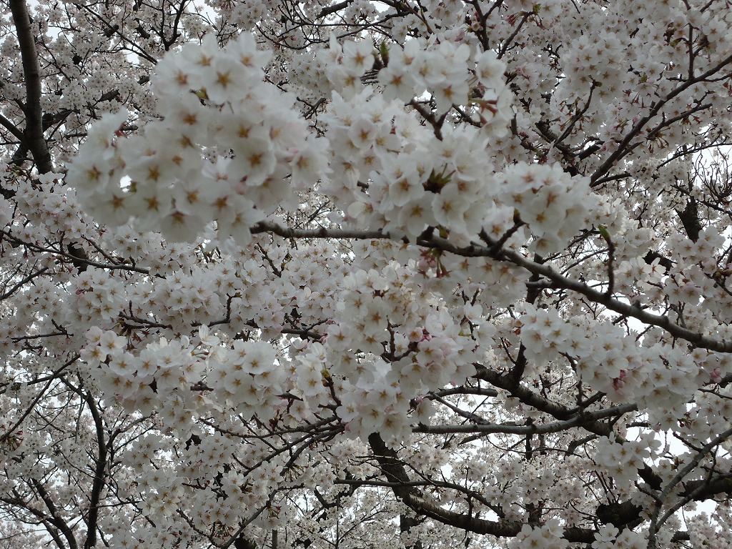 ファイル 39-3.jpg