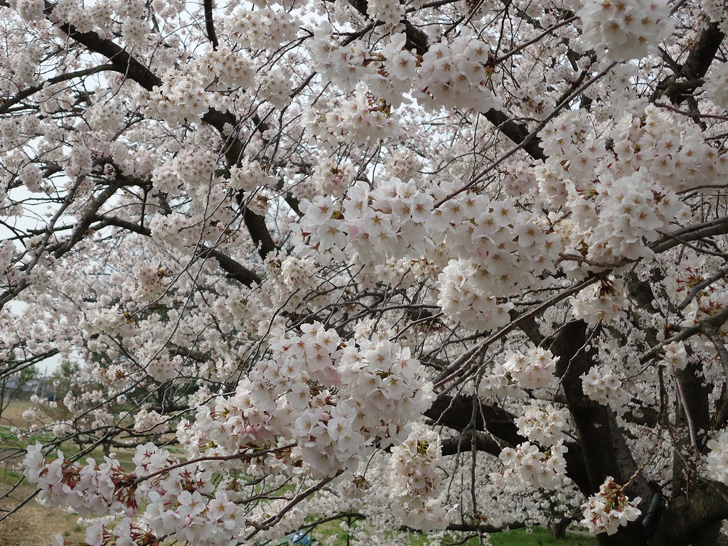 ファイル 40-3.jpg