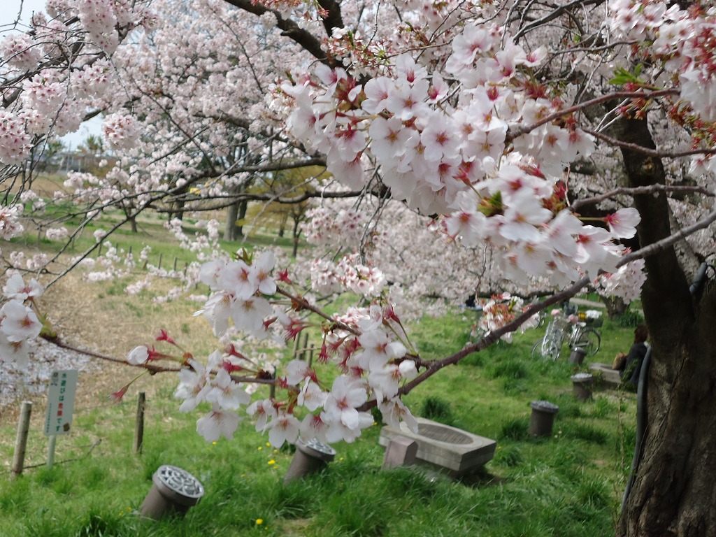 ファイル 41-3.jpg