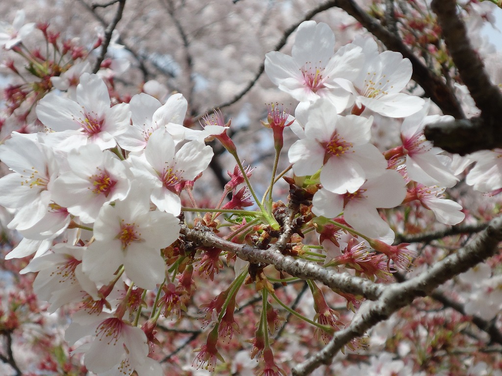 ファイル 42-3.jpg