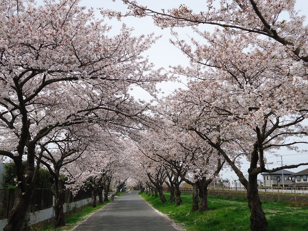 ファイル 43-1.jpg