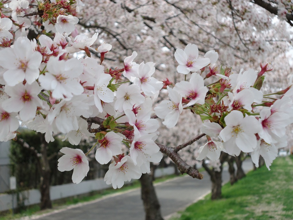 ファイル 43-3.jpg