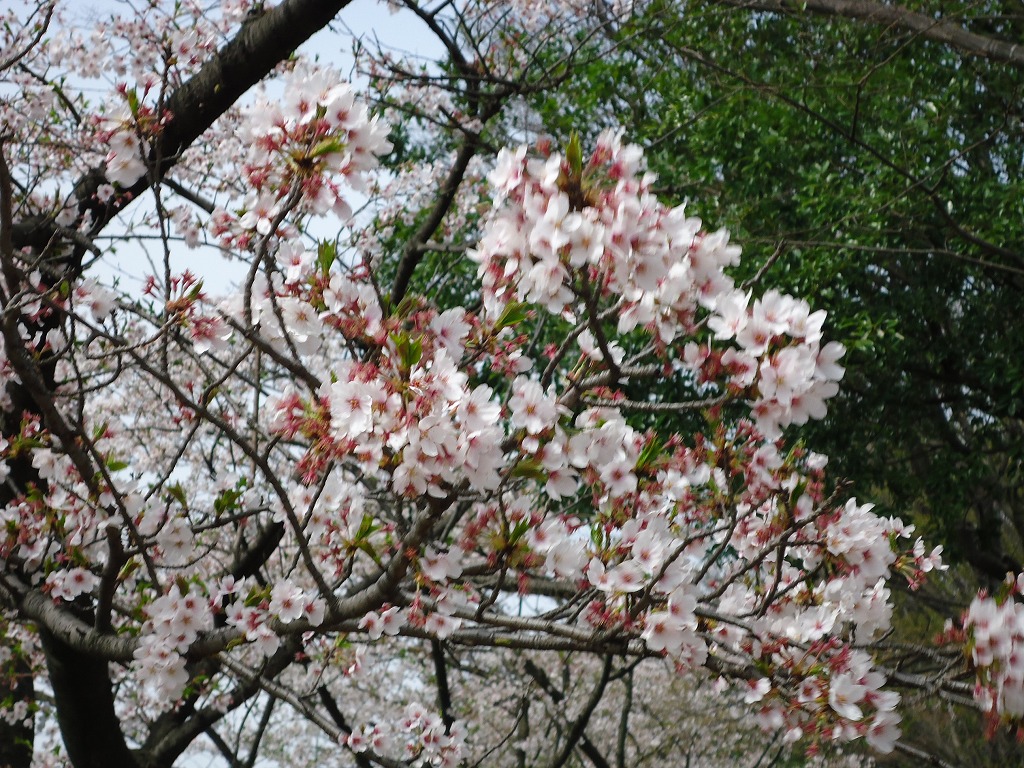 ファイル 44-2.jpg