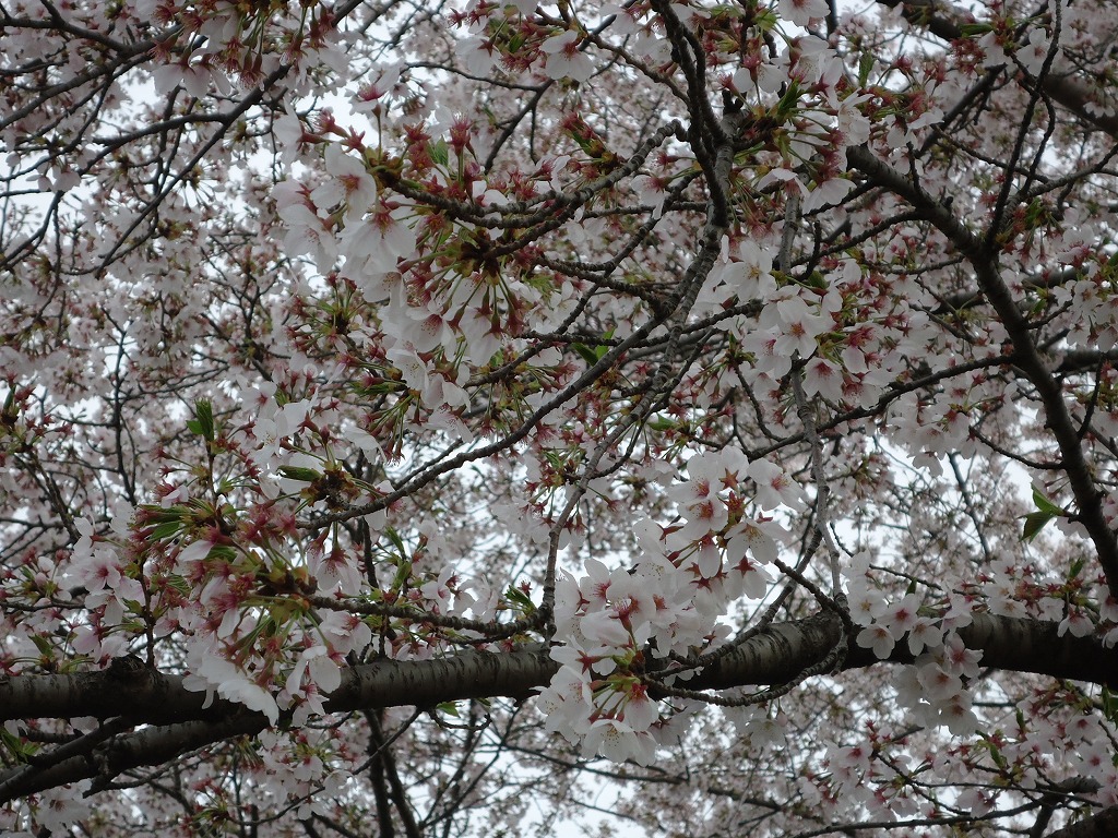 ファイル 45-3.jpg