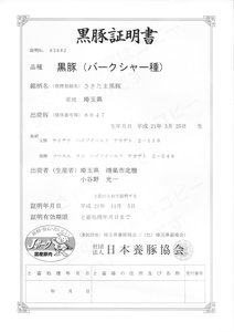 黒豚証明書　小谷野精肉店